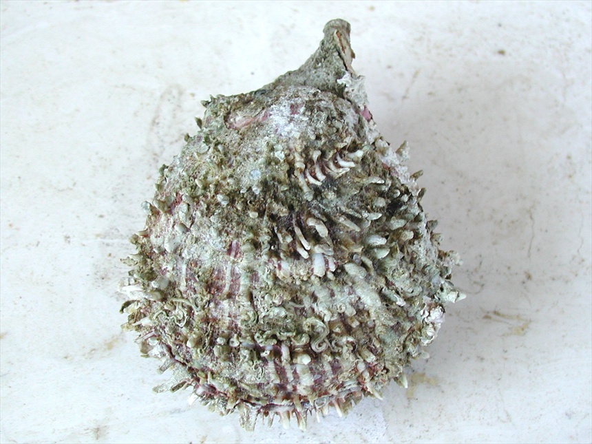 Spondylus spinosus
